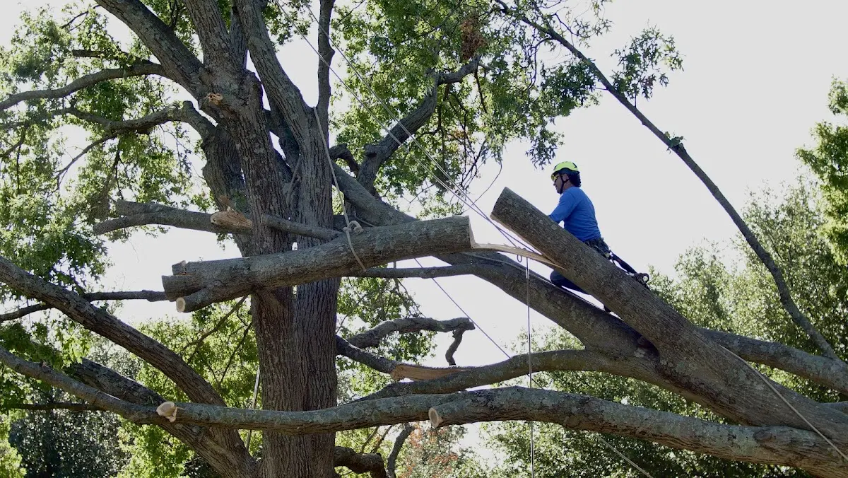 Professional Crown Thinning performed by certified arborists in Crossett