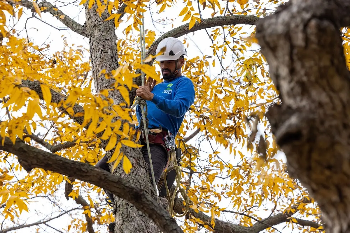 Skilled Tree Trimming crew working in Crossett